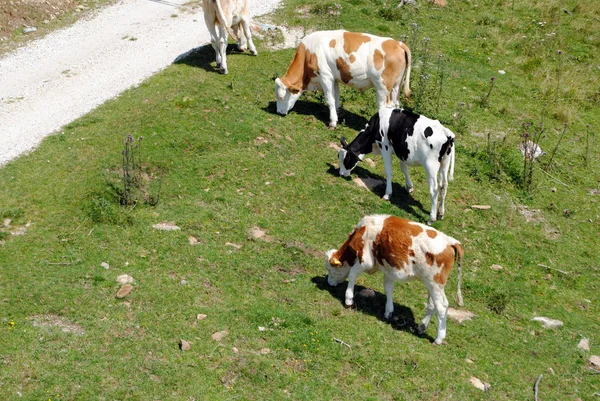 White and brown cows in a green grass meadow — Stock Photo, Image