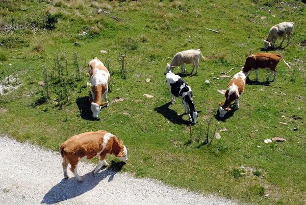 Weiße und braune Kühe auf einer grünen Graswiese — Stockfoto
