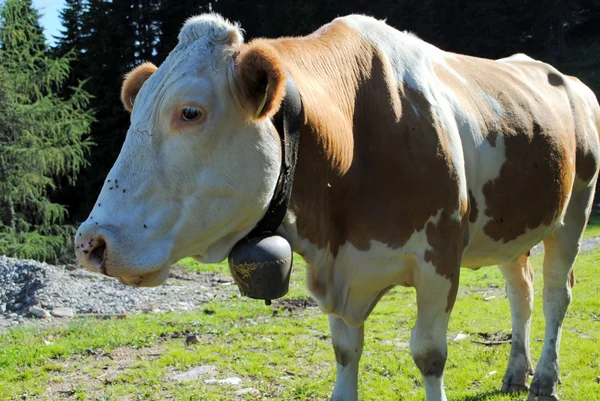 Vaca branca e marrom com um sino de ferro — Fotografia de Stock