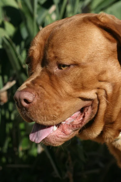 Bordeauxdog — Stockfoto