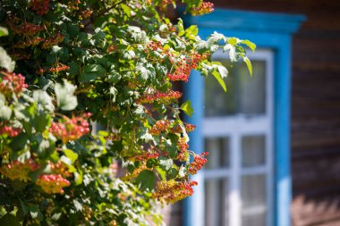 Kırsal bir geçmişi var. Evin ahşap duvarında yeşil bir çalı var..