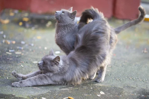 Şehir Kedileri Gri Kedi Kedi Sokakta Yürüyorlar — Stok fotoğraf