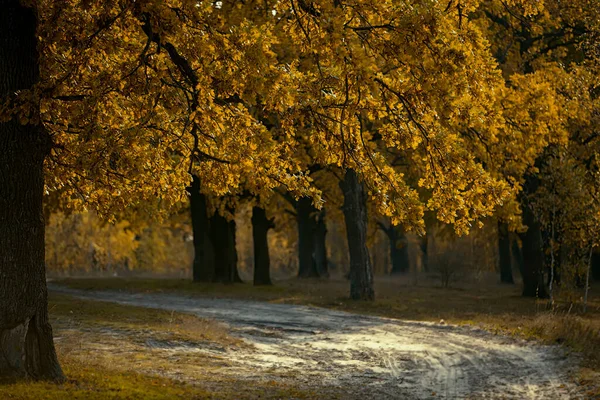 Autumn Tree Yellow Leaves Background Path Stretching Distance — Stock Photo, Image