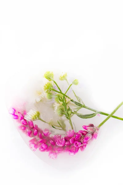 Különböző Virágok Jégkockákban Fehér Háttérrel Kreatív Virágos Háttér Fagyasztott Gyönyörű — Stock Fotó