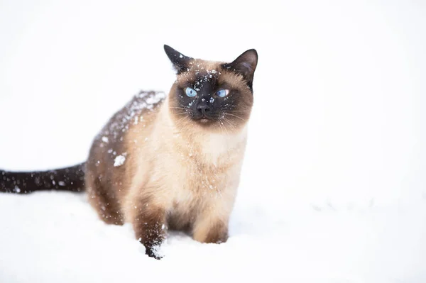 Kot Syjamski Chodzi Zimowy Dzień Kot Pokryty Śniegiem — Zdjęcie stockowe
