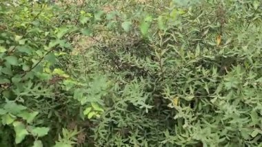 Çalının yeşil yaprakları rüzgarda sallanıyor.