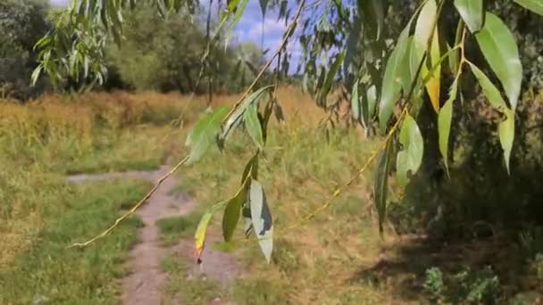 Dedaunan Hijau Dari Semak Bergoyang Dalam Angin — Stok Video