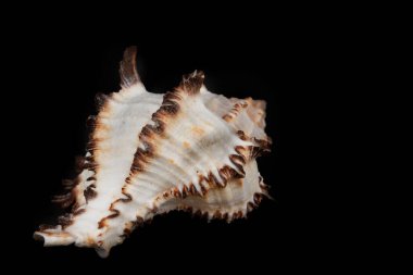 Siyah arka planda güzel, büyük bir deniz kabuğu.