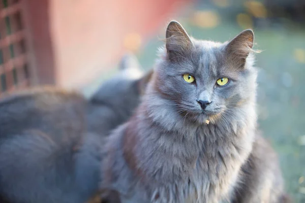 城市猫 灰毛绒的猫在街上散步 — 图库照片