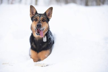 Komik çoban köpeği kışın karda oynar. Bir kış günü Alman çoban köpeği.