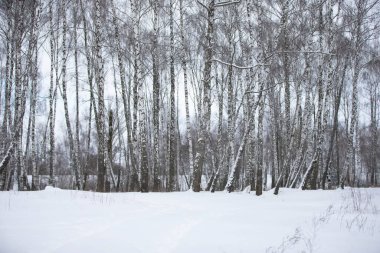 Beyaz karla kaplı bir huş ağacı korusu. Kışın orman.