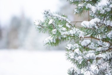 Spruce branches covered with white snow against the background of a blurred forest. clipart