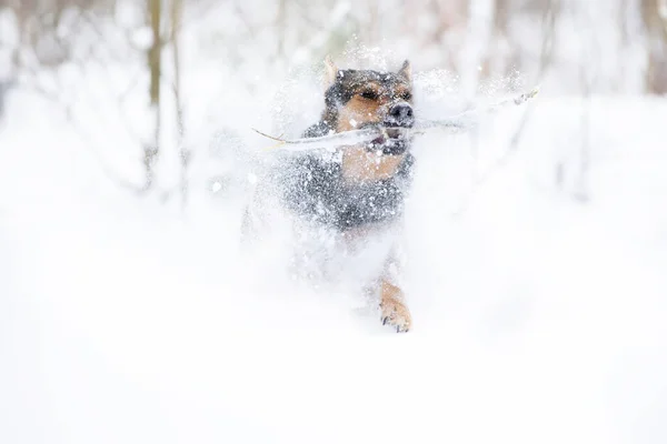 Vtipný Pastýřský Pes Hraje Zimě Sněhu Německý Ovčák Zimní Den — Stock fotografie