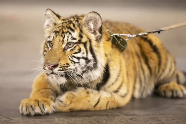 Amur striped tiger. Wild striped felines.