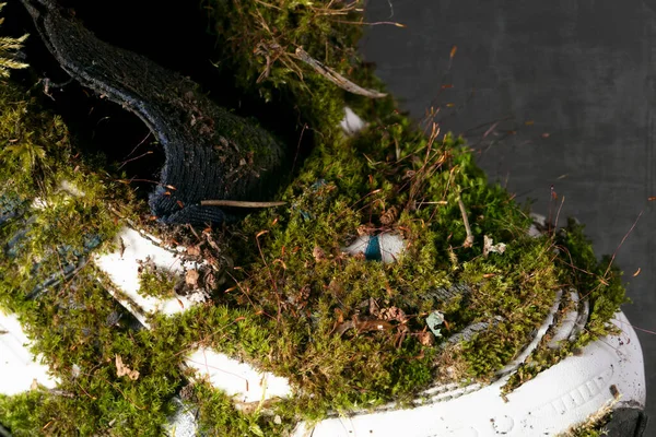 Egy Régi Mohával Borított Tornacipő Része Természetes Anyagokból Készült Cipő — Stock Fotó