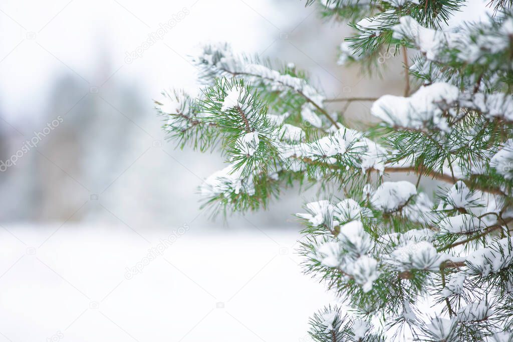 Spruce branches covered with white snow against the background of a blurred forest.