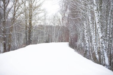 Kış ormanında karla kaplı beyaz yol.