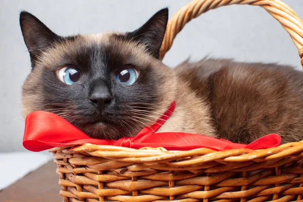 Funny cat with a red bow in a wicker basket. Siamese cute cat.