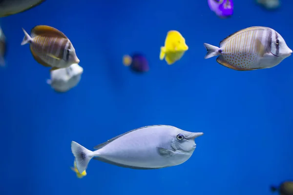 물에서 이색적 물고기 — 스톡 사진