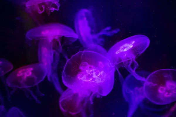 Lila Quallen Dunklen Wasser Meereslebewesen Aquarium Beleuchtet Durch Bunte Lampen — Stockfoto