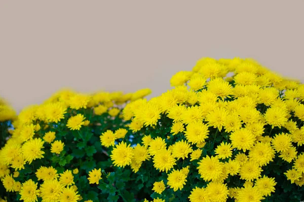 베이지 배경에 노란색 꽃다발 — 스톡 사진