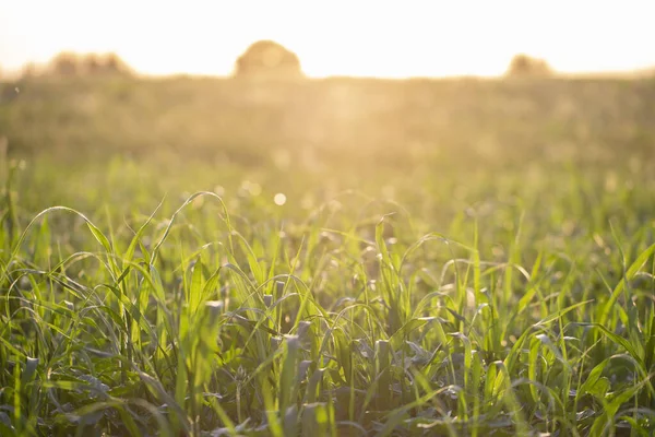 Green Grass Field Illuminated Sun Ecological Background — Stock Photo, Image