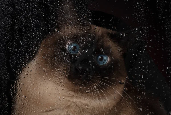 Beautiful Siamese Blue Eyed Cat Looks Drops Water Flowing Glass — Stock Photo, Image