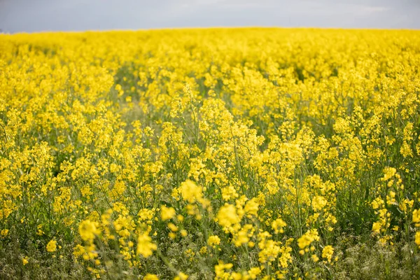 Yellow Flowering Rapeseed Field Rapeseed Landscape — Stock fotografie