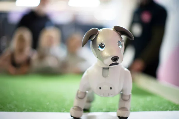 Robot dog looks into the camera with wonderful blue eyes.