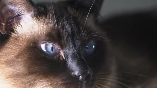 Close Face Siamese Cat — Vídeos de Stock