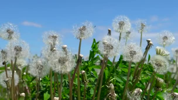 Dandelions Swaying Wind — Stock Video