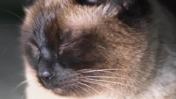 Close Face Siamese Cat — Stockvideo