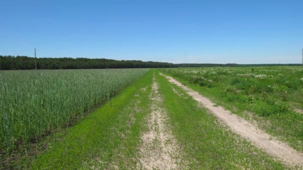 Road Field Sown Rye — Wideo stockowe