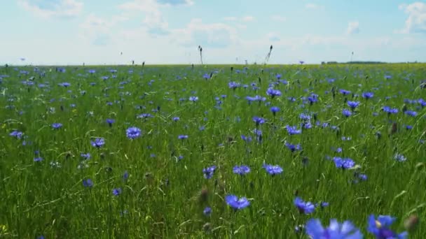 Sunny Summer Landscape Blue Cornflower Field Cornflower Flower Background — Video