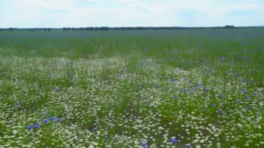 Sunny summer landscape with cornflower field and chamomile. Flower meadow.