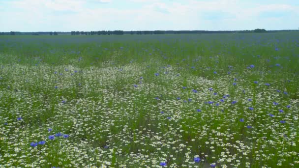 Slunečná Letní Krajina Kukuřičným Polem Heřmánkem Květinová Louka — Stock video