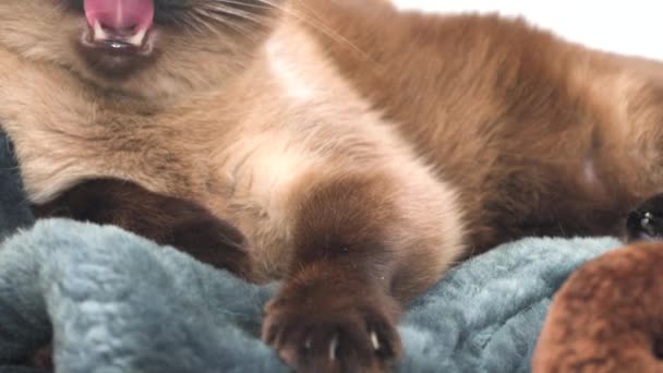 Siamese Kat Met Blauwe Ogen Ligt Het Bed — Stockvideo