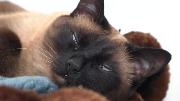 Siamese Cat Blue Eyes Lies Bed — Stockvideo