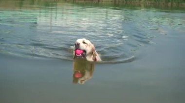 Labrador köpeği bir topla yüzer..