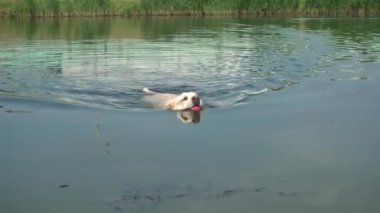Labrador köpeği bir topla yüzer..
