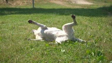 The dog shakes itself off after bathing. Walking Labrador.