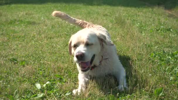 Labrador Cão Segue Comando — Vídeo de Stock