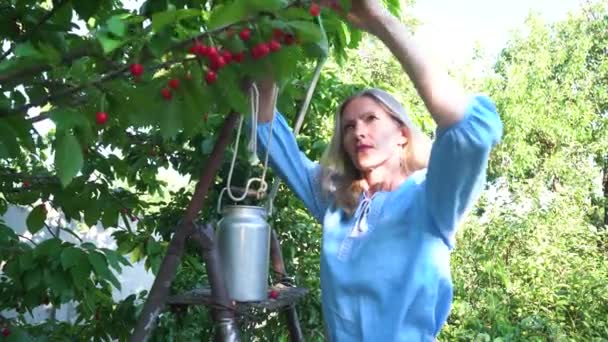 Beautiful Elderly Woman Harvesting Picking Cherries Garden — Vídeos de Stock