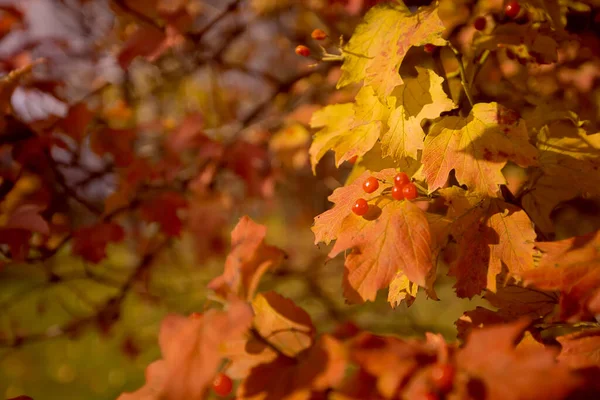 Autumn Yellow Background Maple Leaves — Fotografia de Stock