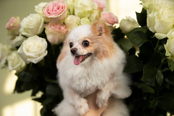Cute Little Spitz Dog Roses Funny Dog — Stock fotografie