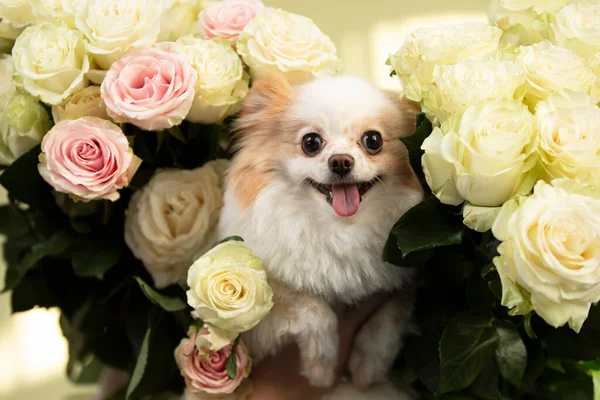 Cute Little Spitz Dog Roses Funny Dog — Stock fotografie