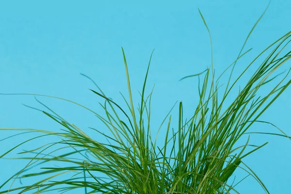 Green Grass Blue Background Bunch Tall Grass Blades Grass Isolated — Φωτογραφία Αρχείου