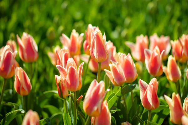 Grupa Pasiastych Tulipanów Odmian Ogrodzie — Zdjęcie stockowe