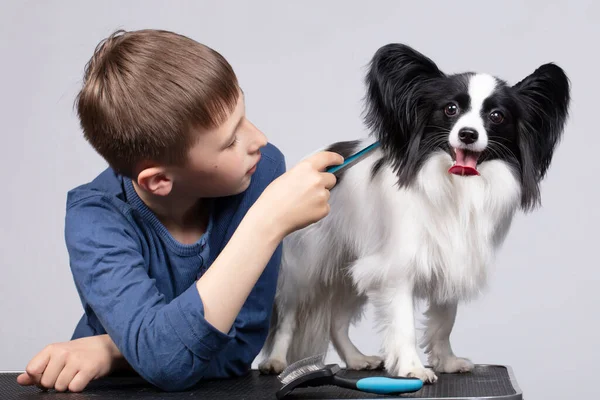 Little Boy Combs Papillon Dog Pet Owner Child Funny Puppy — Zdjęcie stockowe