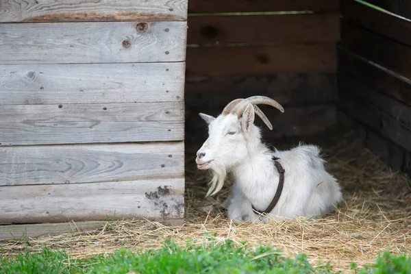 A horned goat sits in a paddock and smiles.